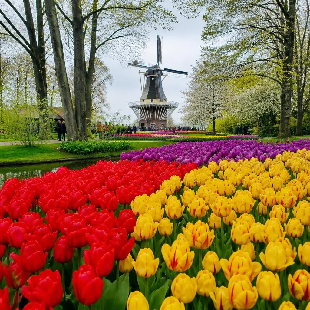 Tulpenvelden en de molen in Keukenhof in Lisse